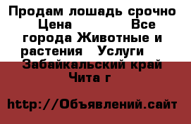 Продам лошадь срочно › Цена ­ 30 000 - Все города Животные и растения » Услуги   . Забайкальский край,Чита г.